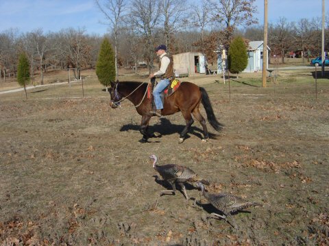 wild turkeys? Spider riding his Peruvian Paso gelding Libro